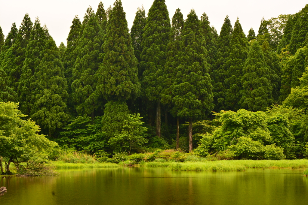 針葉樹