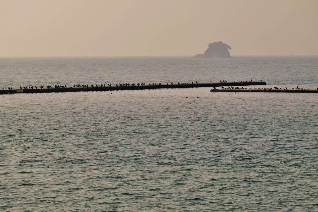 海鵜達