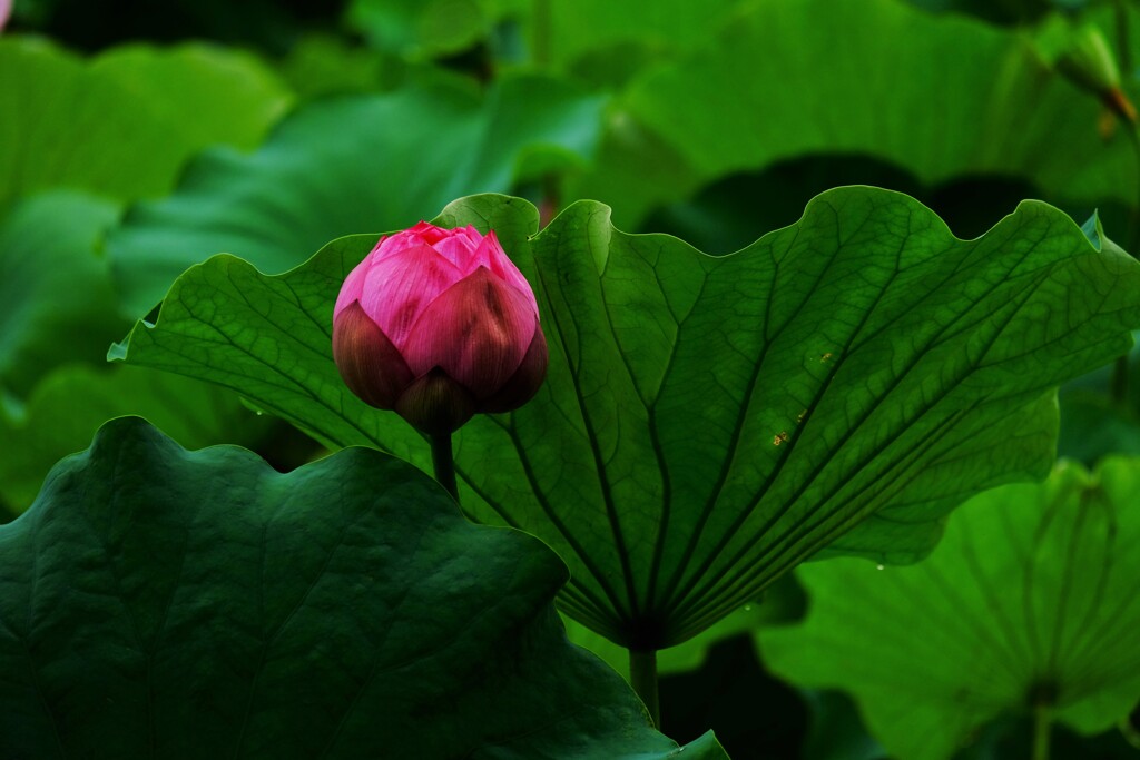 桃