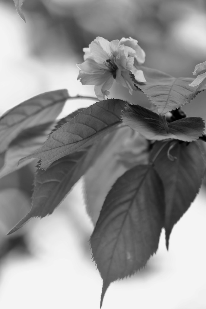 ’１８桜