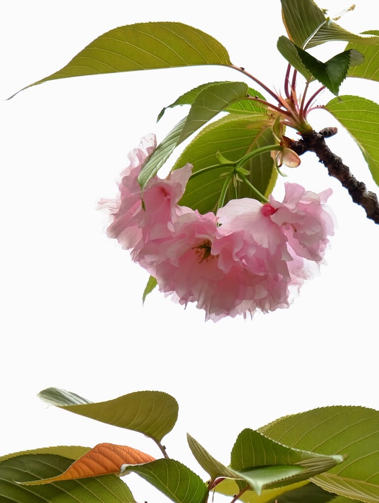 受ける