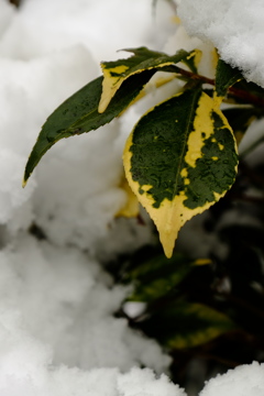 雪より出でて
