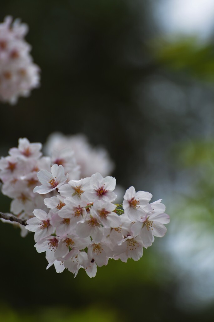 4月4日