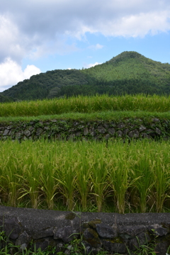 棚田垣