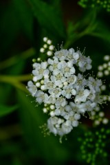 小花