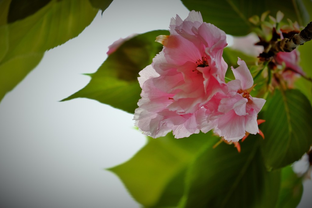 ’１８桜