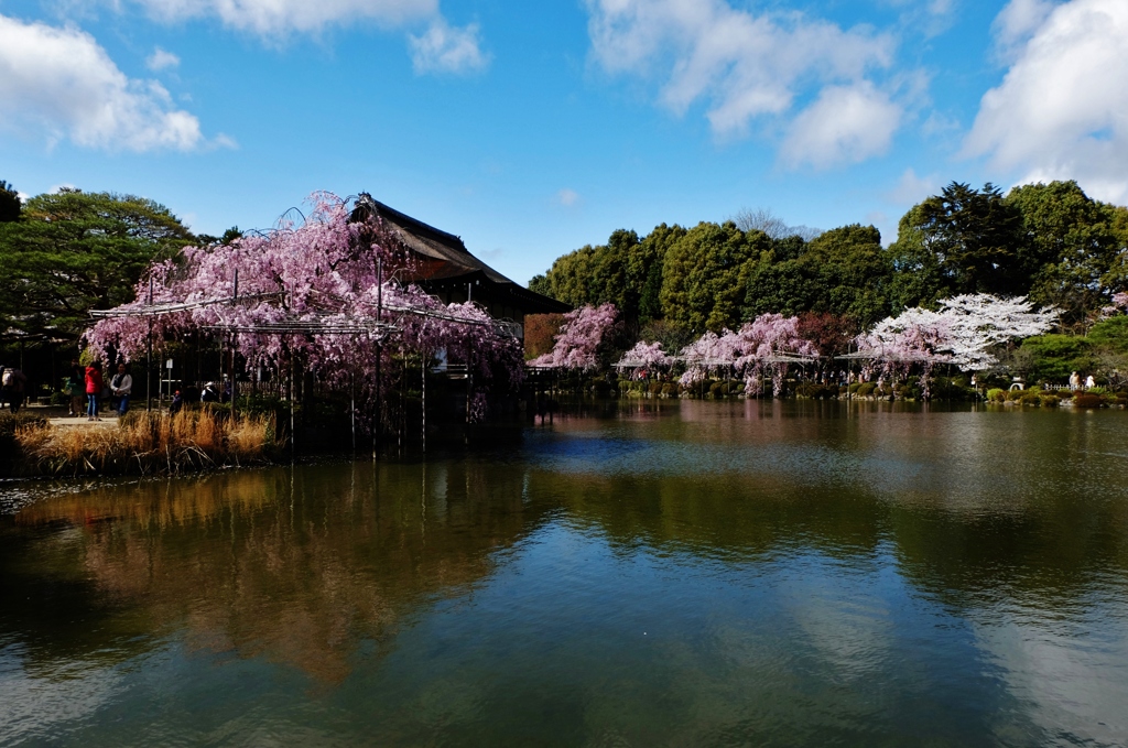 神苑の池