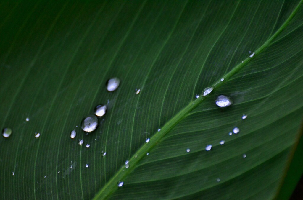 水玉