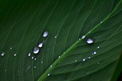 水玉