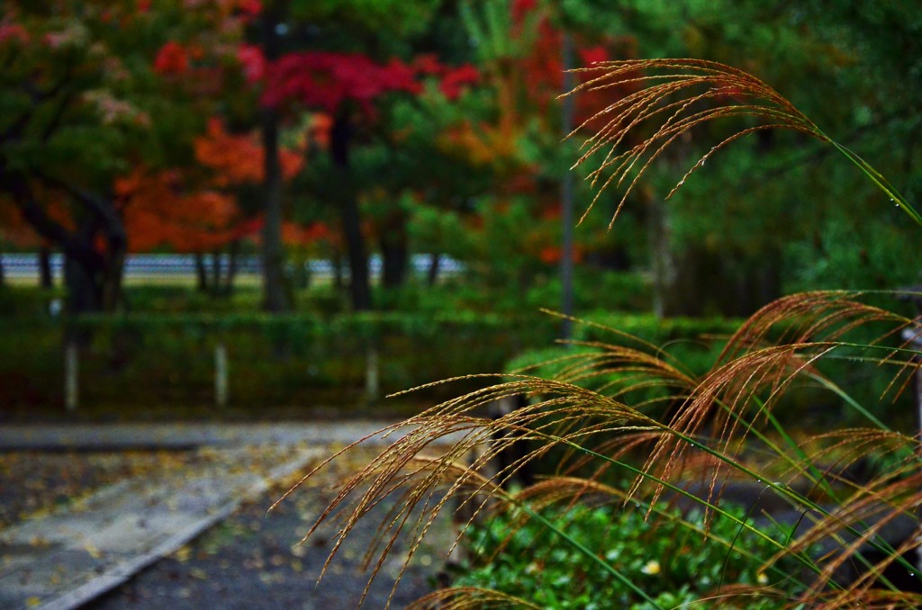 境内の芒