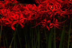 群紅