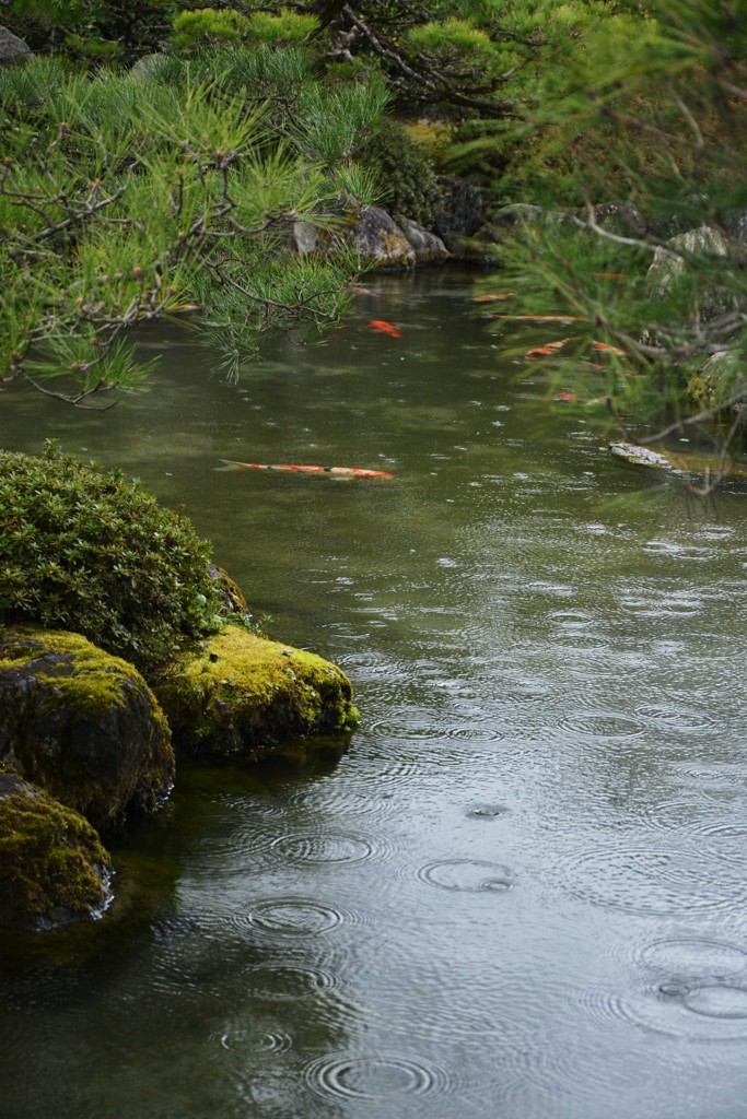 春雨の池