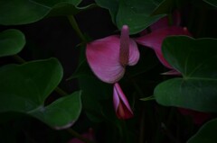 秘