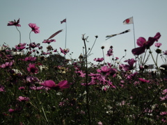 秋桜と鯉幟