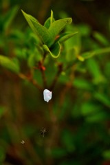 花弁と蜘蛛の糸