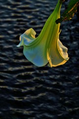 夕照