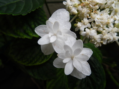 紫陽花の白