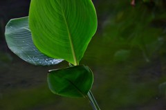 翠三態