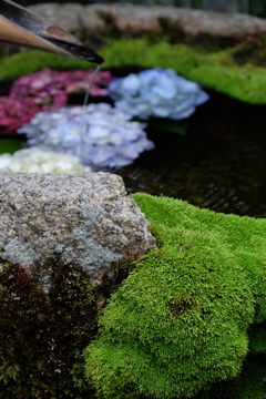 苔に紫陽花