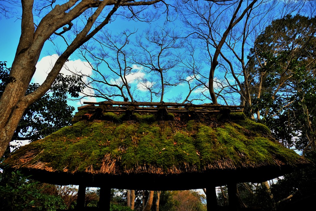 苔屋根