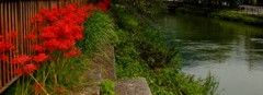 疎水の彼岸花