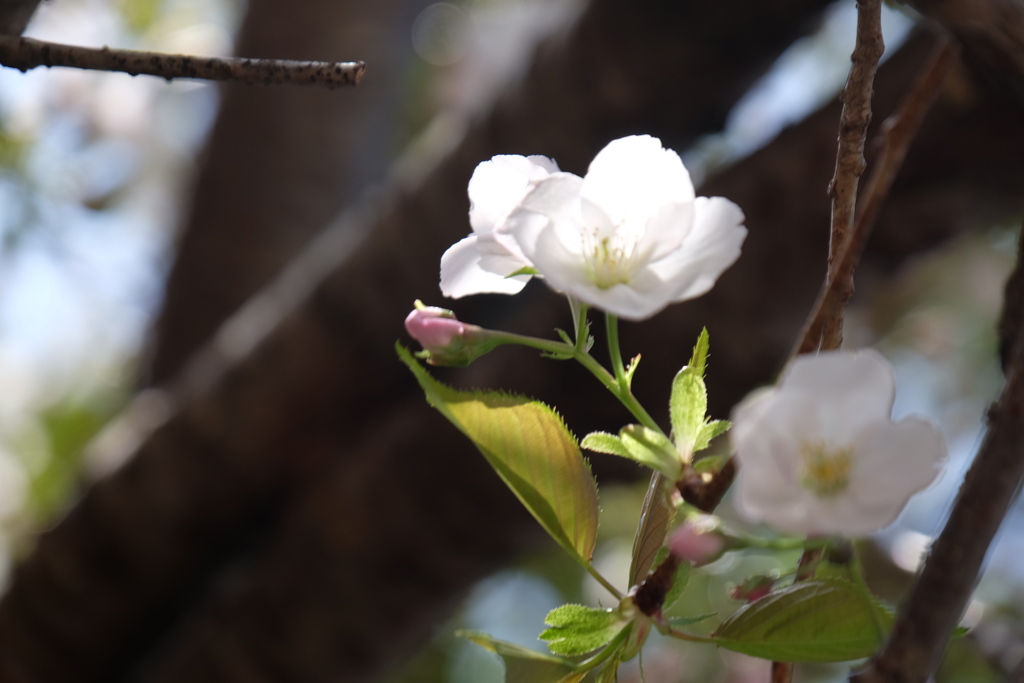軒先の花