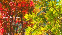 対照的に鮮やかに。