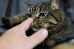 ついつい・・・