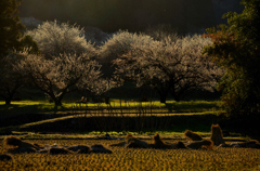 梅郷暮景２・箕郷梅林