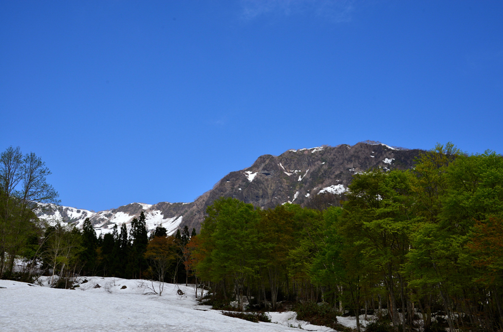 新緑のブナと妙高連山