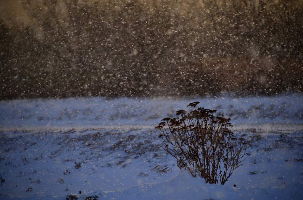 花の記憶・吹雪の中で