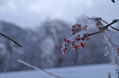 厳冬の荒野・花の記憶３
