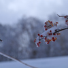 厳冬の荒野・花の記憶３