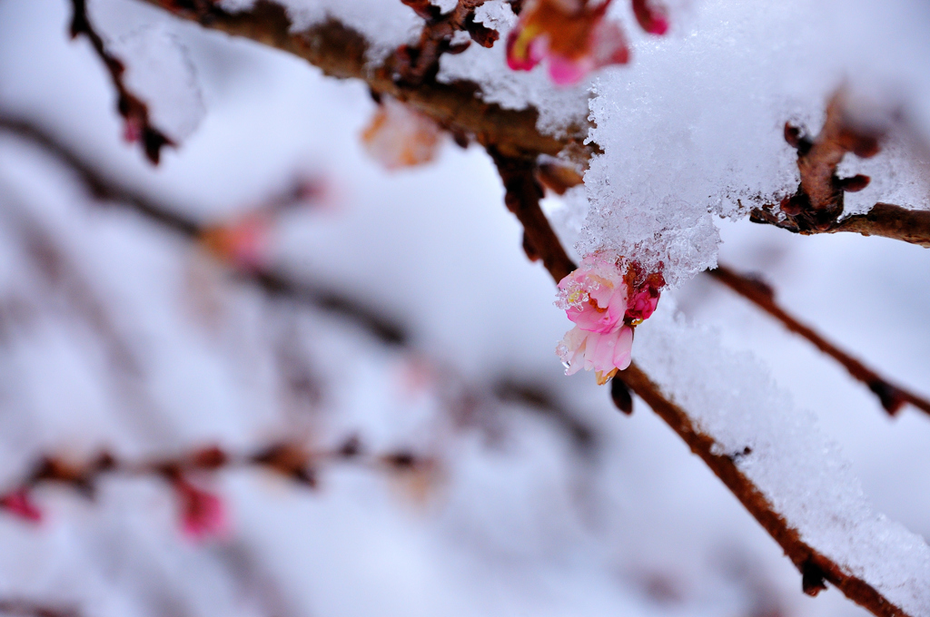 冬桜