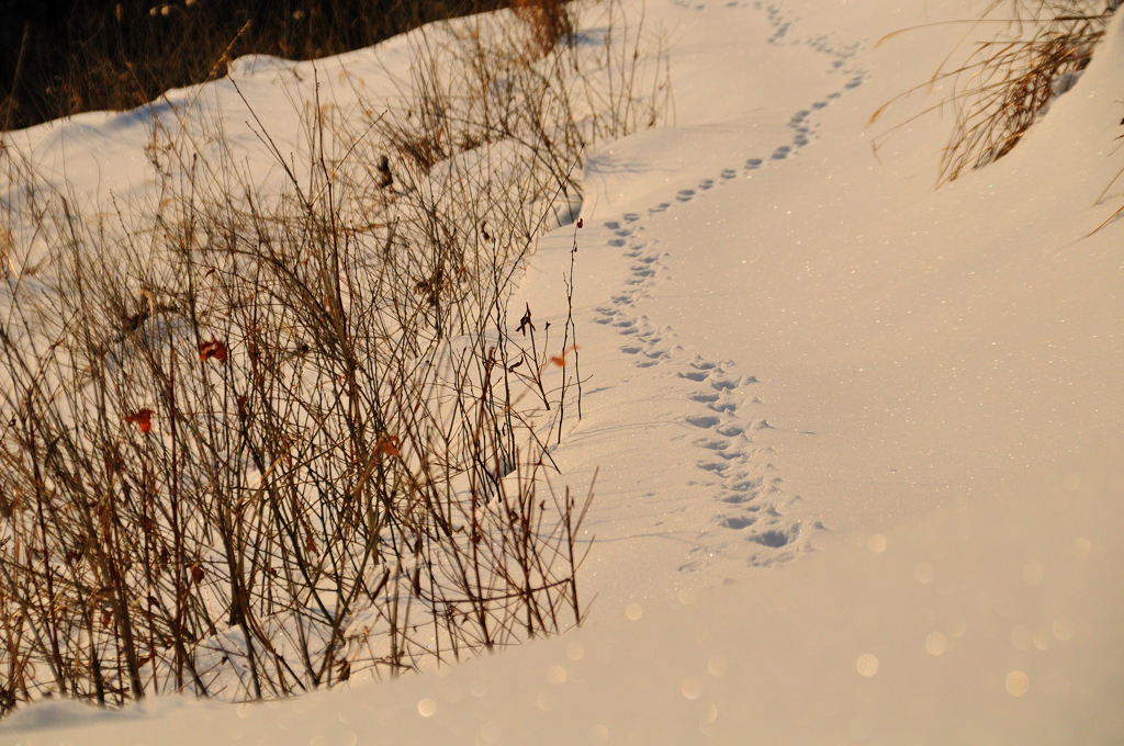 朝の雪原にて