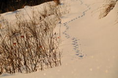 朝の雪原にて