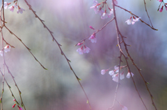 桜霞