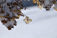 厳冬の荒野・花の記憶４