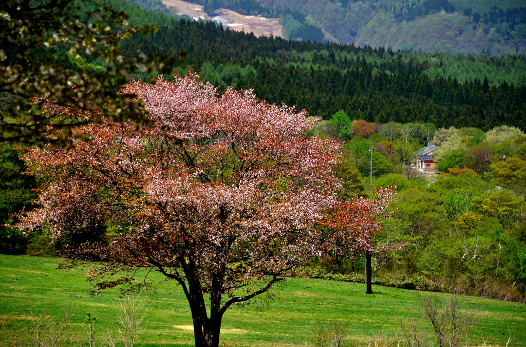 名残の一本桜