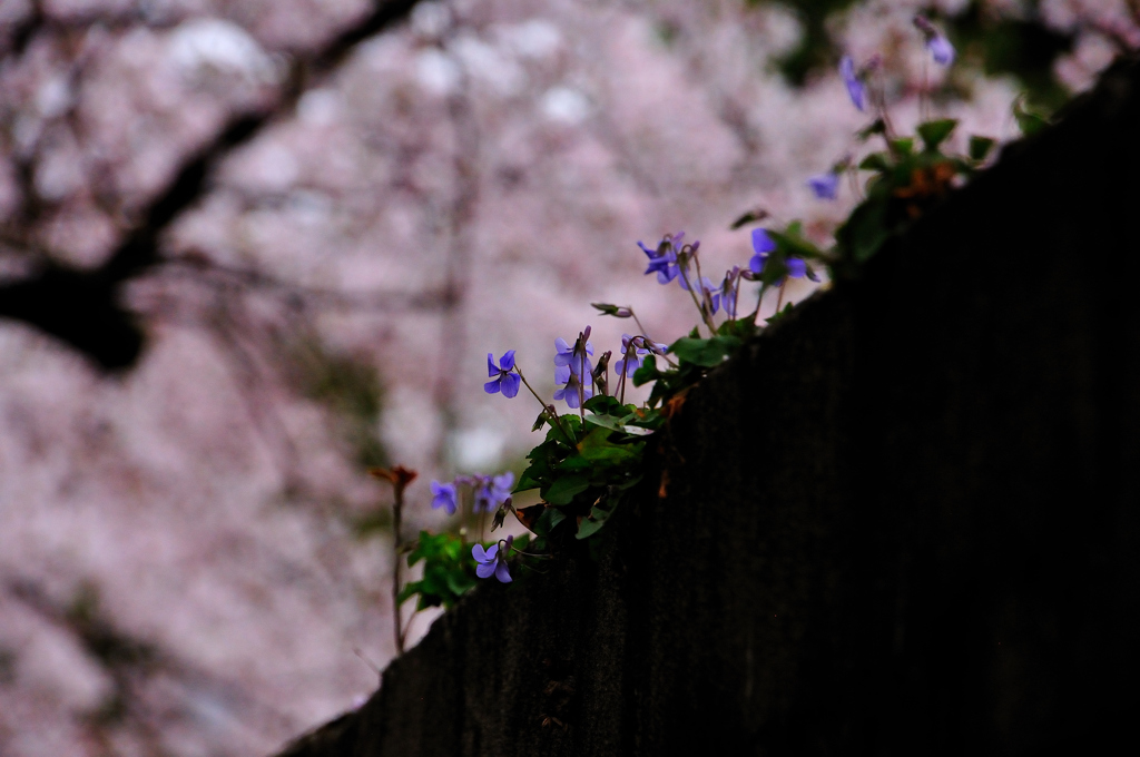 桜花宴の下で2