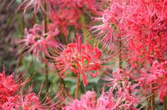 彼岸花１