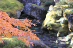 谷間の紅葉