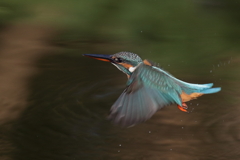離水後飛翔(ボツ写真から)