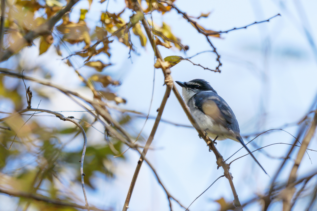 この鳥なんの鳥？