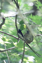 またも初見初撮り