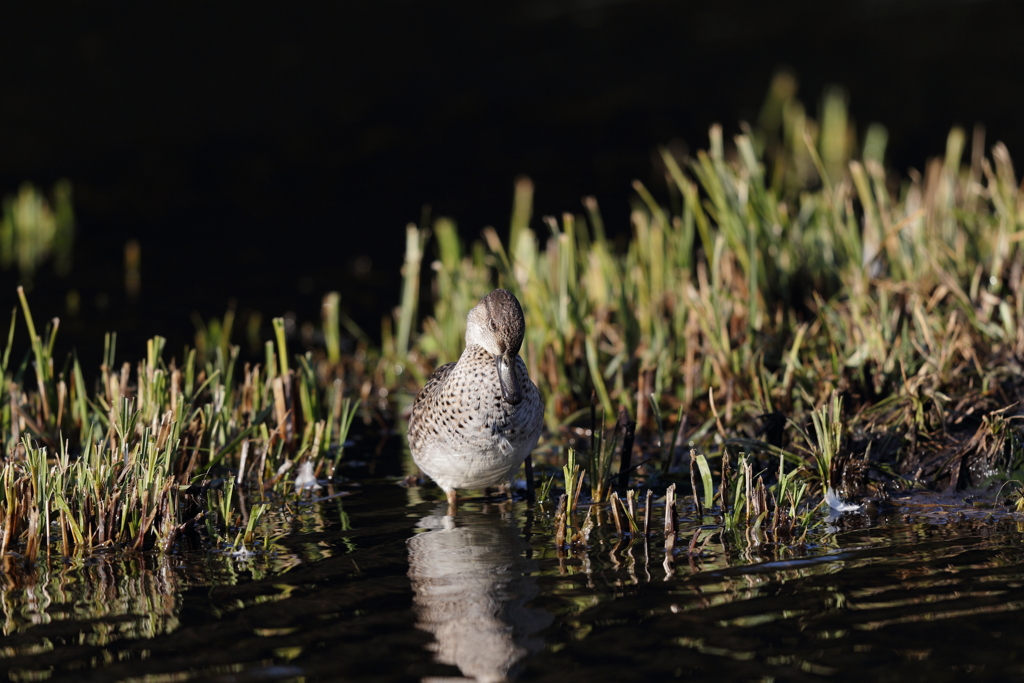 小さいのにコワッッッ