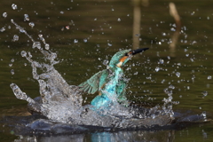 水浴び離水