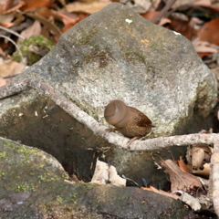 渦中の鳥