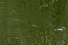 潜水練習