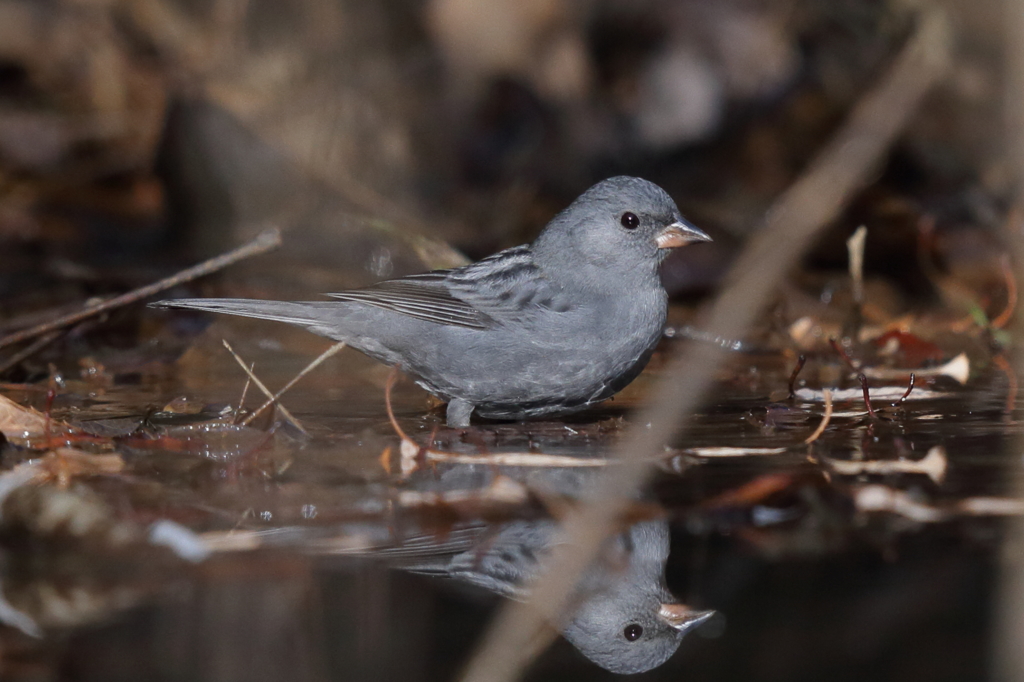 後回しになってた鳥(^^ゞ１